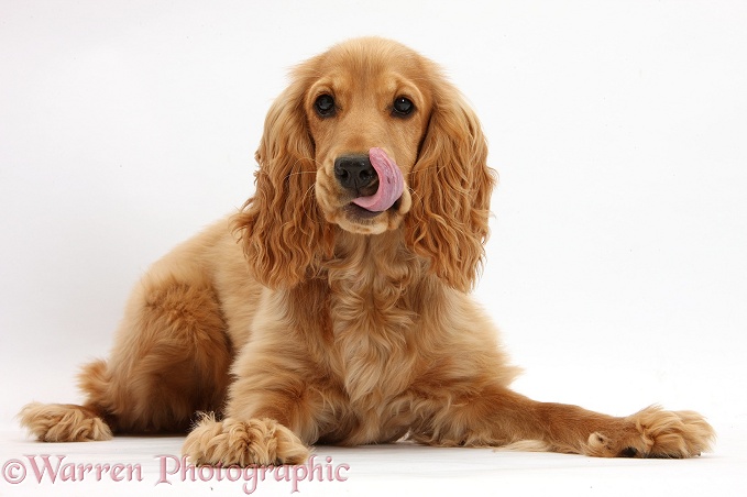 Golden Cocker Spaniel, Sadie, 6 months old, lying with head up, licking nose, white background