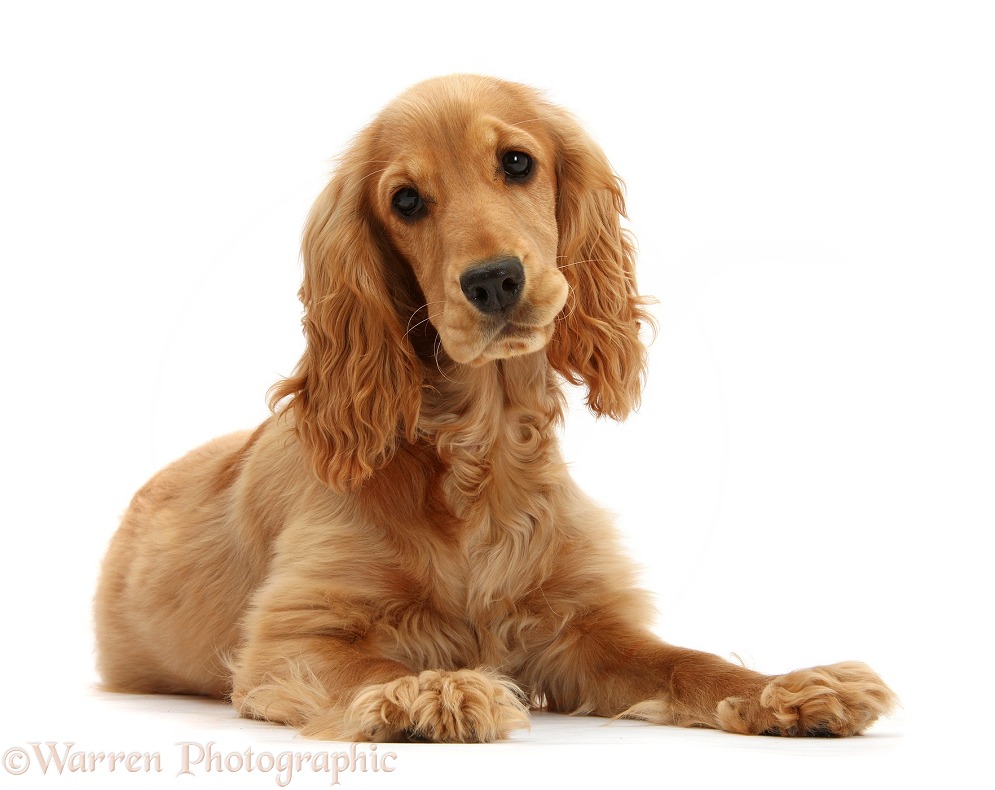 Golden Cocker Spaniel, Sadie, 6 months old, lying with head up, white background