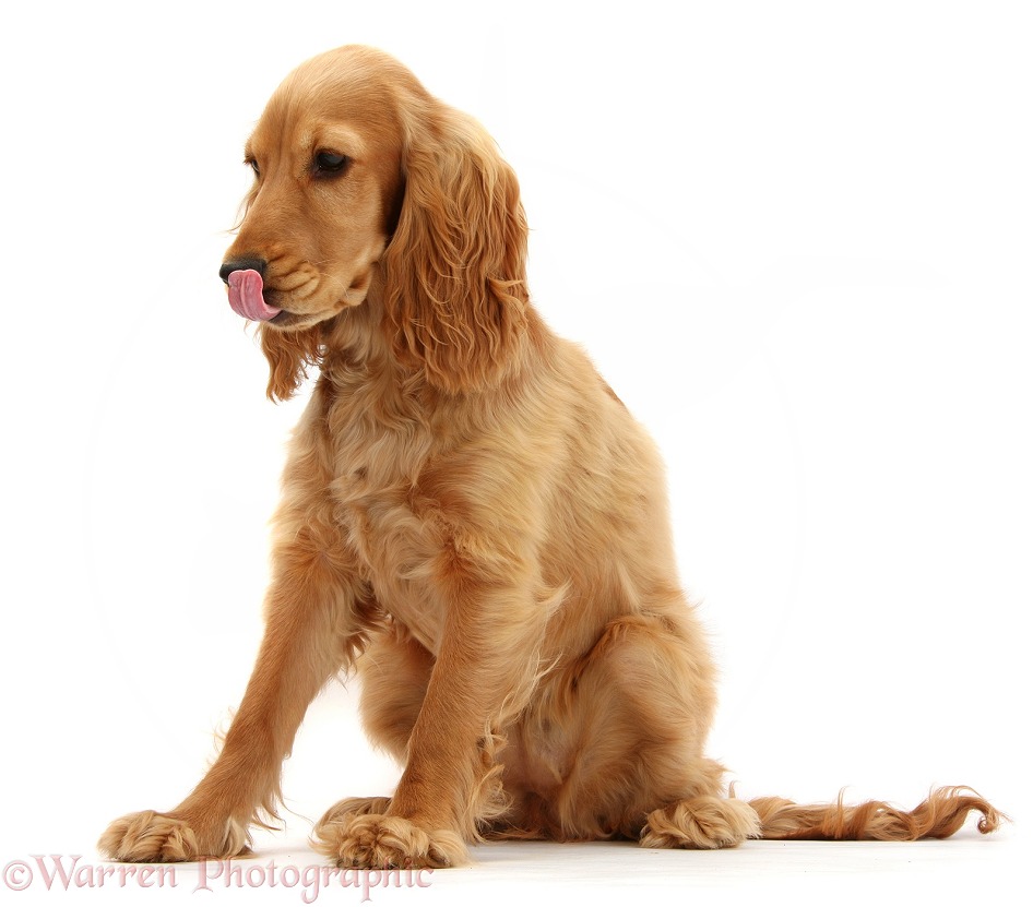 Golden Cocker Spaniel, Sadie, 6 months old, sitting and licking nose, white background