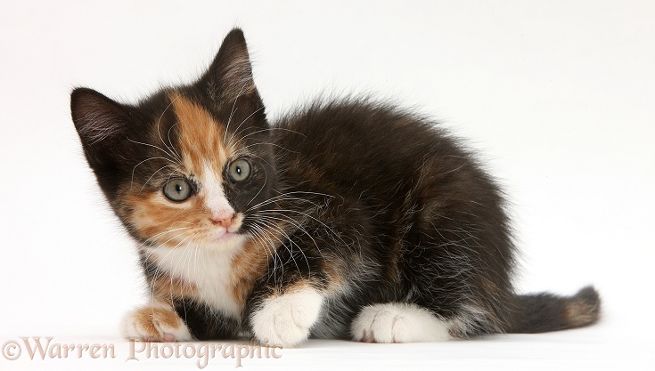 Tortoiseshell kitten, white background