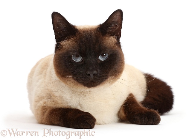 Chocolate point cat, white background