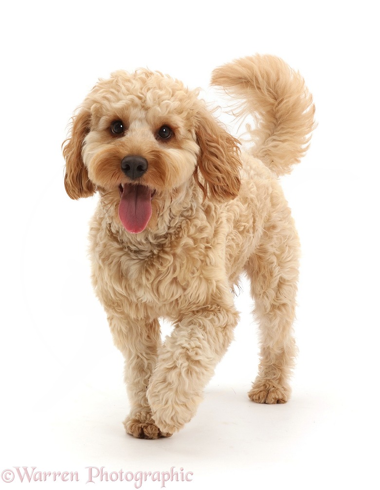 Cockapoo dog, Monty, 10 months old, walking, white background