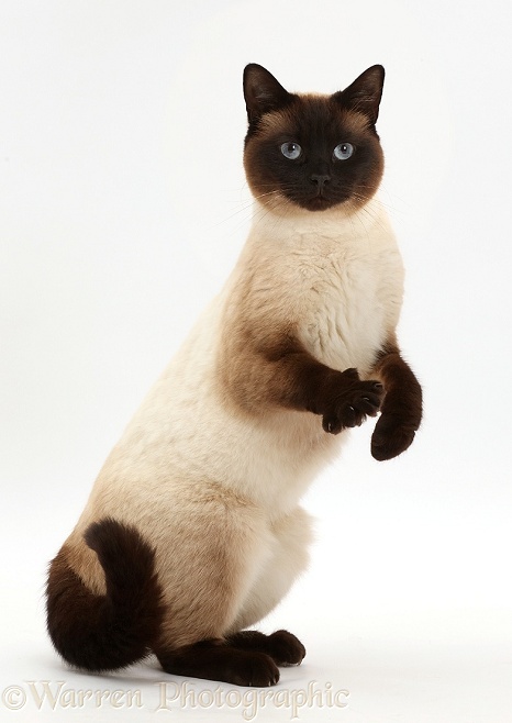 Chocolate point cat standing up, white background