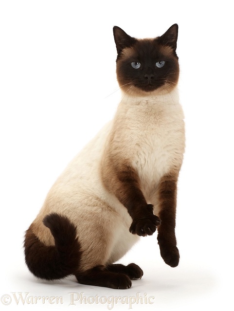 Chocolate point cat standing up, white background