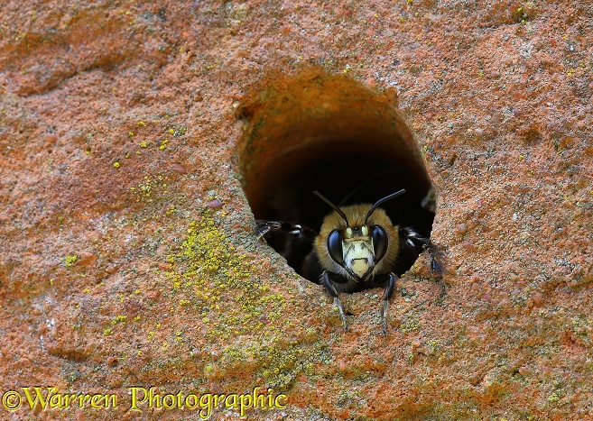 Hairy-footed Flower Bee (Anthophora plumipes) male looking out form hole in brick wall