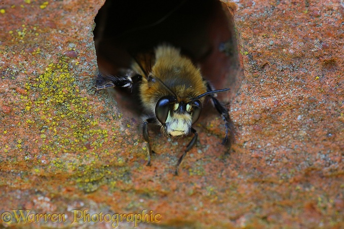 Hairy-footed Flower Bee (Anthophora plumipes) male looking out form hole in brick wall