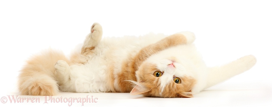 Ginger-and-white Siberian cat, 1 year old, lying on her back, white background