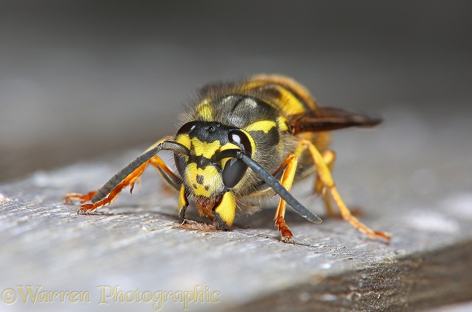 Queen German Wasp (Vespula germanica) scraping wood pulp with her jaws