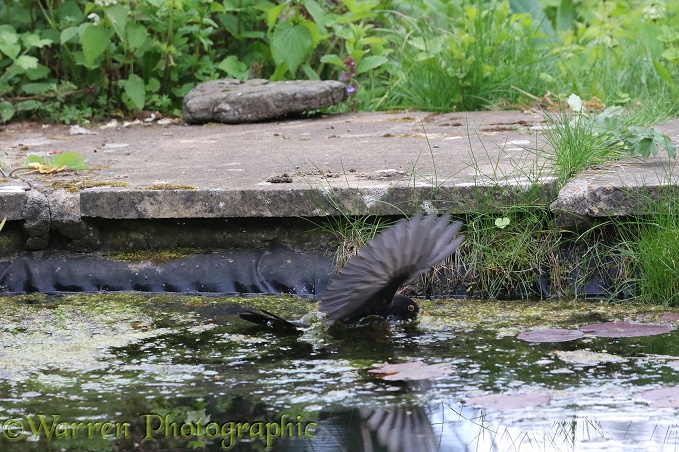 Blackbird (Turdus merula) male fishing for newts in a pond