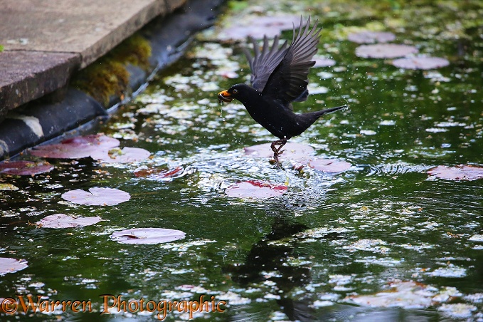 Blackbird (Turdus merula) male fishing for newts in a pond