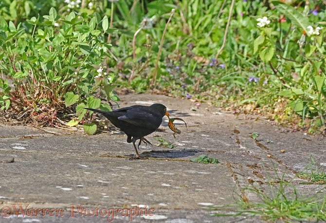 Blackbird (Turdus merula) male with newt it has caught in a pond