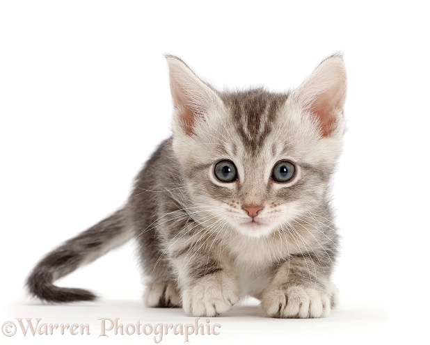 Silver tabby kitten, white background