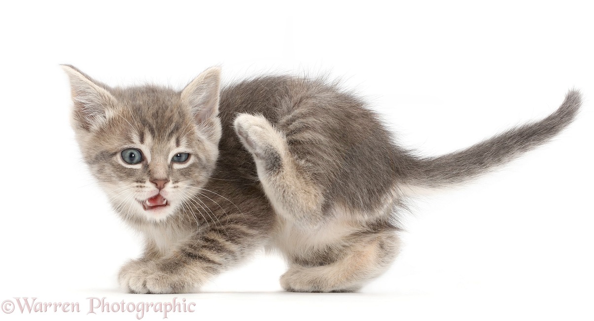 Grey tabby kitten scratching, white background