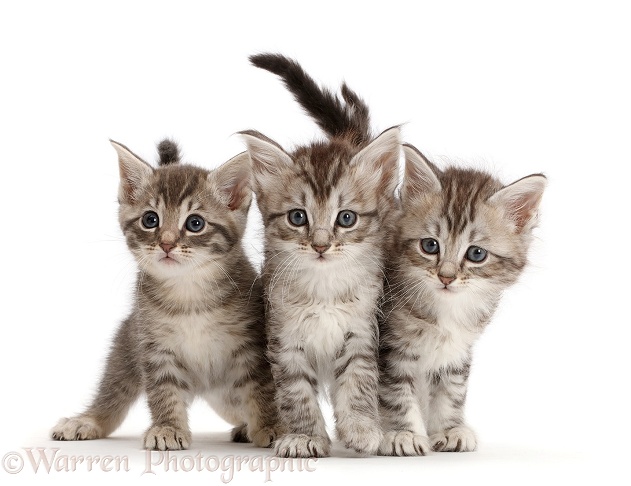 Three silver tabby kittens, white background