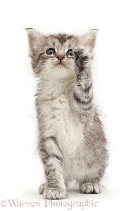 Silver tabby kitten with raised paw, white background