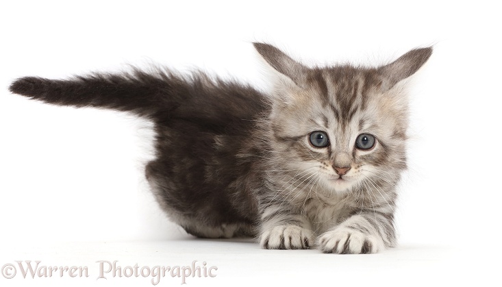 Silver tabby kitten, white background