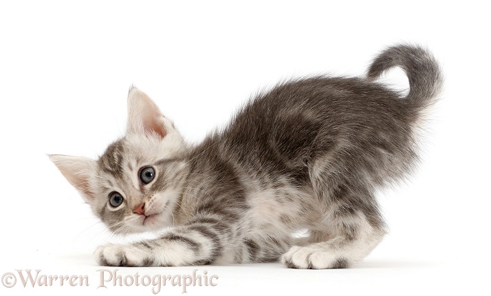 Playful Silver tabby kitten, white background
