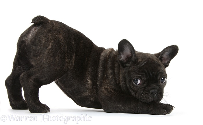 Dark brindle French Bulldog pup, Bacchus, 9 weeks old, in play-bow stance, white background