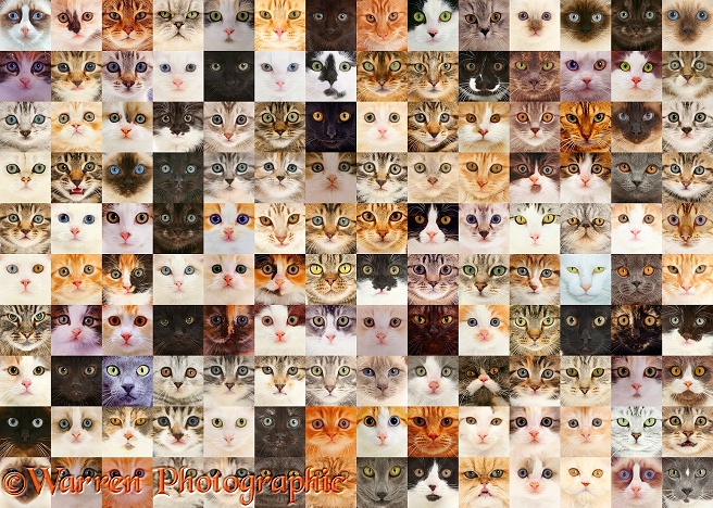 Montage of 140 cat head shots, arranged in random colours