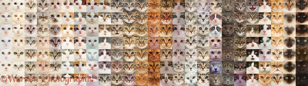 Montage of 175 cat head shots, graded through different colours