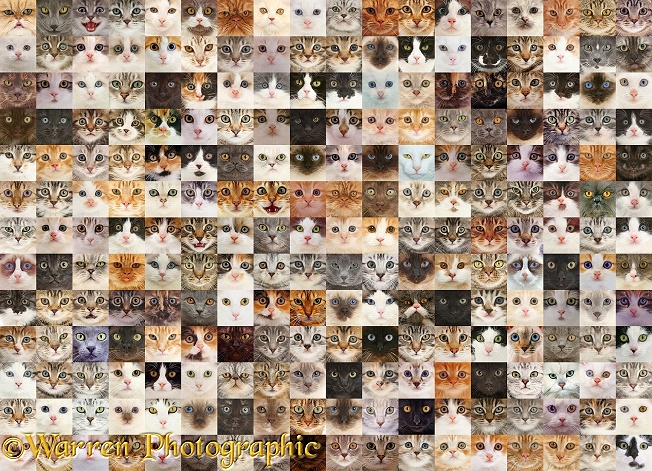 Montage of 234 cat head shots, arranged in random colours