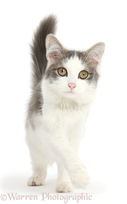 Grey-and-white female cat, Dottie, 5 months old, walking, white background