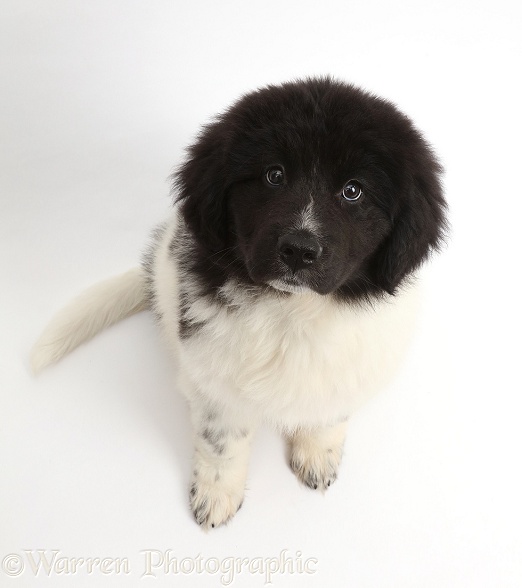 Newfoundland puppy sitting and looking up, white background