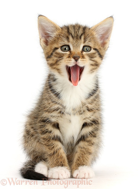 Tabby kitten, 6 weeks old, yawning, white background