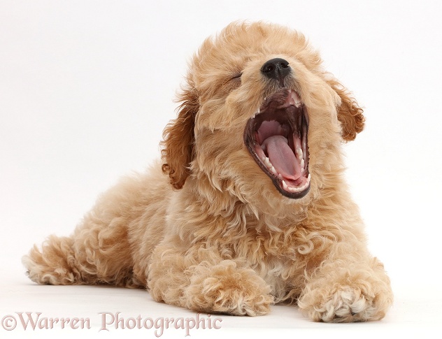 Cavachondoodle puppy yawning, white background