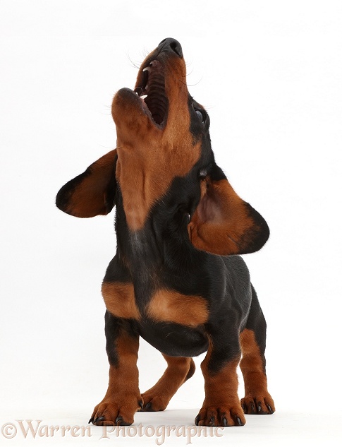 Black-and-tan Dachshund puppy barking at the sky, white background