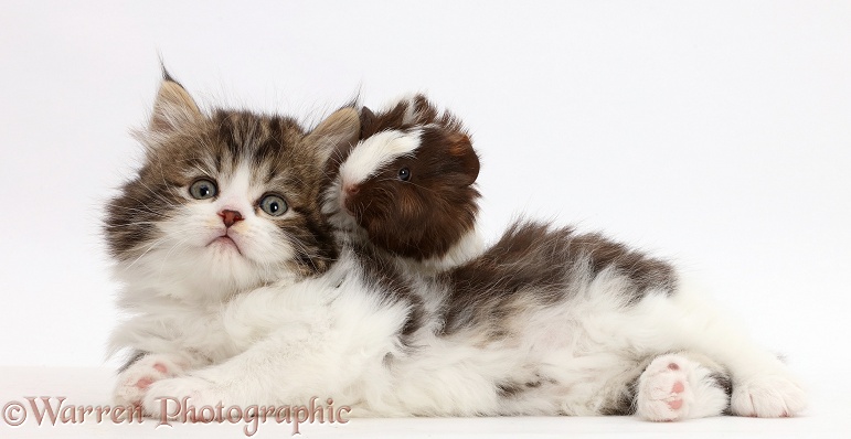 Fluffy tabby-and-white kitten with baby guinea-pig, white background