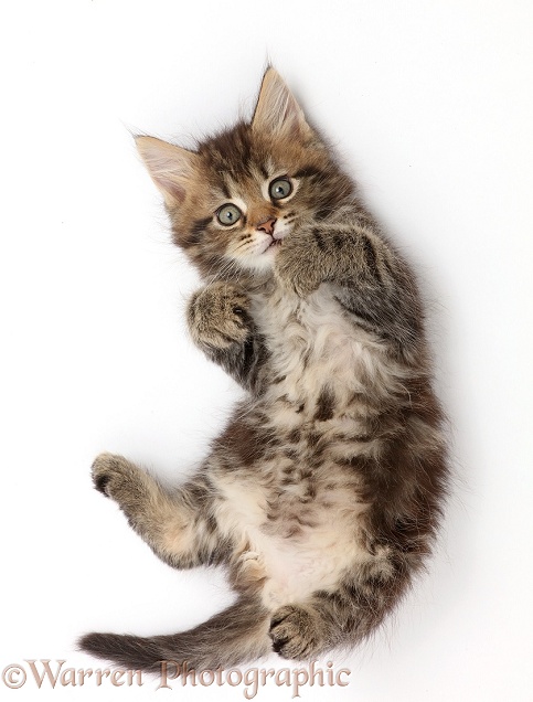 Fluffy tabby kitten lying on back and looking up, white background