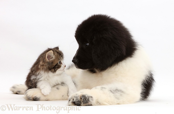Kitten looking into the eyes of Newfoundland puppy, white background