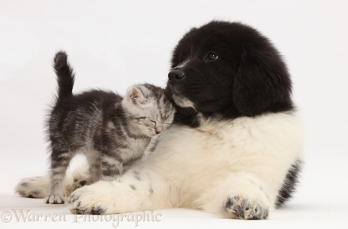 Silver tabby kitten rubbing against Newfoundland puppy, white background
