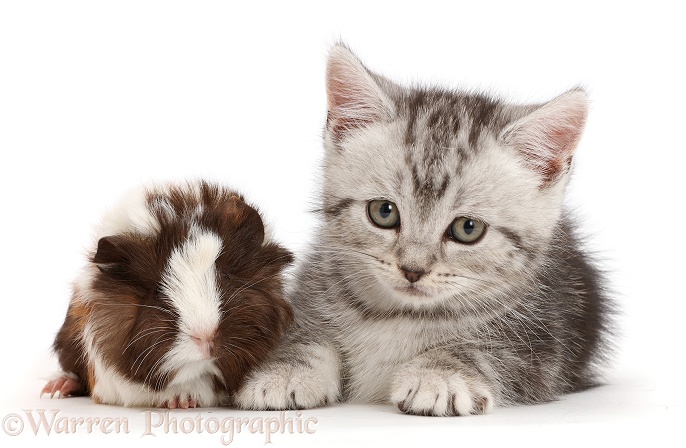 Silver tabby kitten with baby Guinea pig, white background