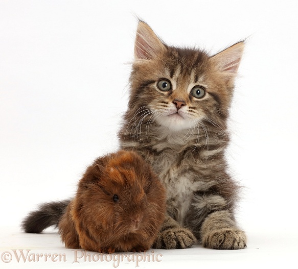 Tabby kitten with baby Guinea pig, white background