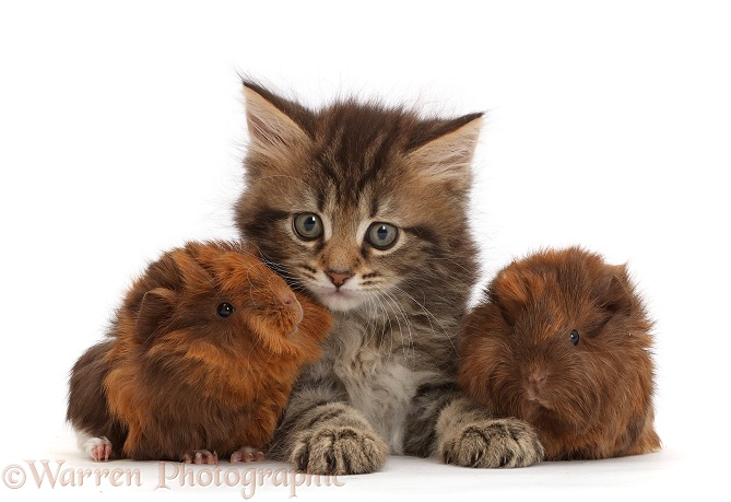 Tabby kitten with baby Guinea pigs, white background