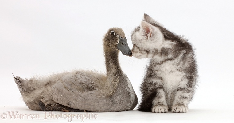 Silver tabby kitten kissing Indian Runner duckling on the beak, white background