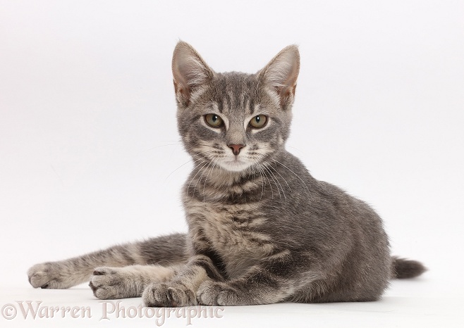 Grey tabby kitten, white background