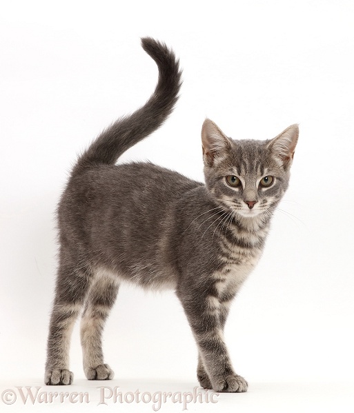 Grey tabby kitten walking with tail up, white background