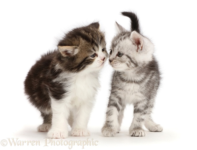 Tabby kittens, 6 weeks old, kissing, white background