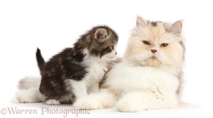 Kitten, looking at his Persian mother, white background