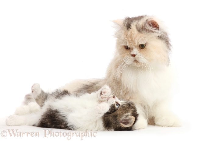 Kitten, lying on his back and looking up at his Persian mother, white background