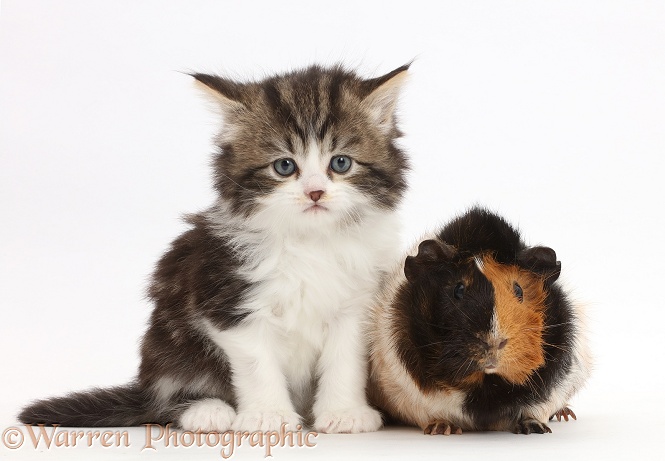 Tabby-and-white kitten with Guinea pig, white background