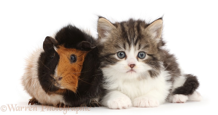 Tabby-and-white kitten with Guinea pig, white background