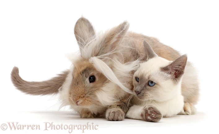 Blue-point Birman-cross kitten with fluffy bunny, white background