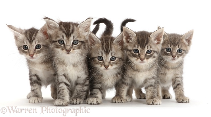 Five silver tabby kittens, white background