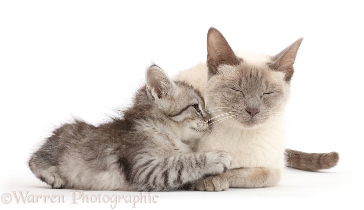 Silver tabby kitten snuggling up to his Birman-cross mother cat, white background