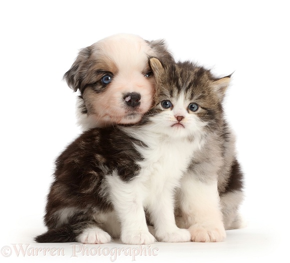 Miniature American Shepherd puppy snuggling with a kitten, white background