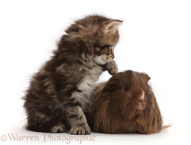 Tabby kitten with shaggy guinea pig, white background